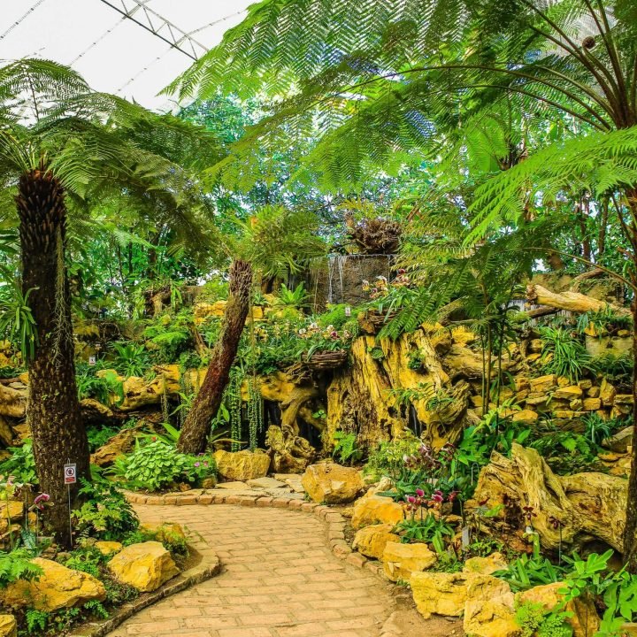 Explore a vibrant tropical garden featuring ferns, flowers, and a stone pathway under a greenhouse canopy.